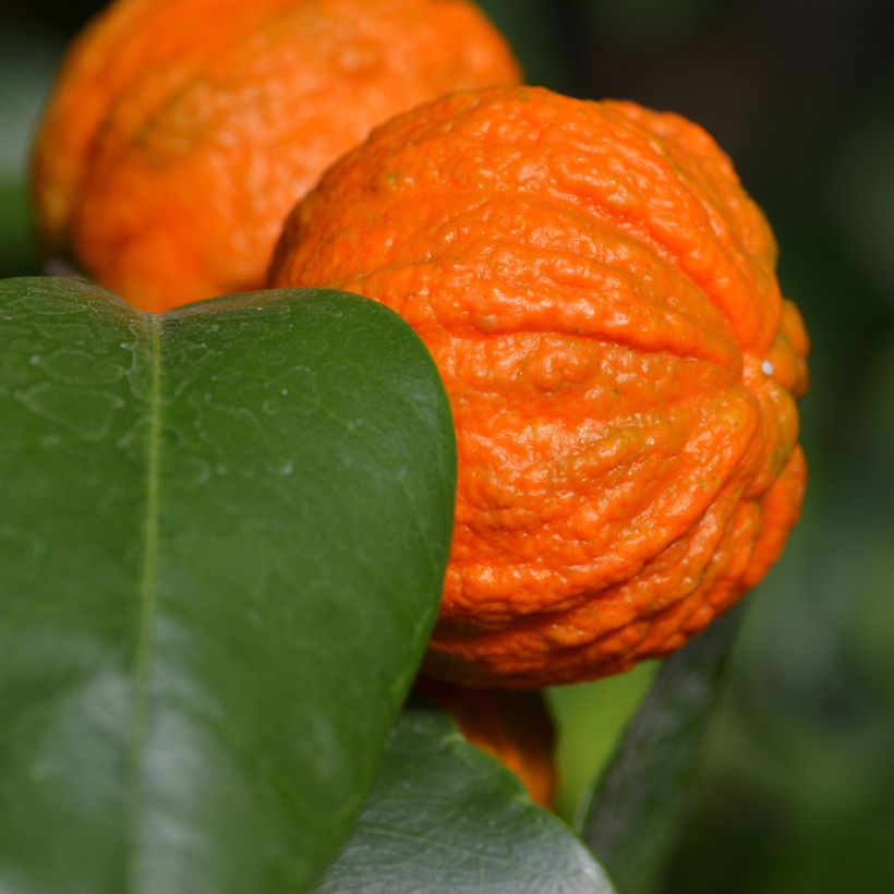 Laranjeira-amarga Bizzarria - Citrus medica x aurantium (Colheita)