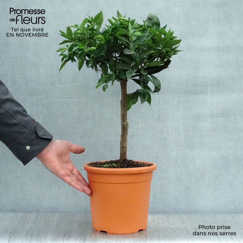 Amostra de Clementineira - Citrus x clementina Vaso de 4 L/5 L, 1/4 de haste tal como entregue no outono
