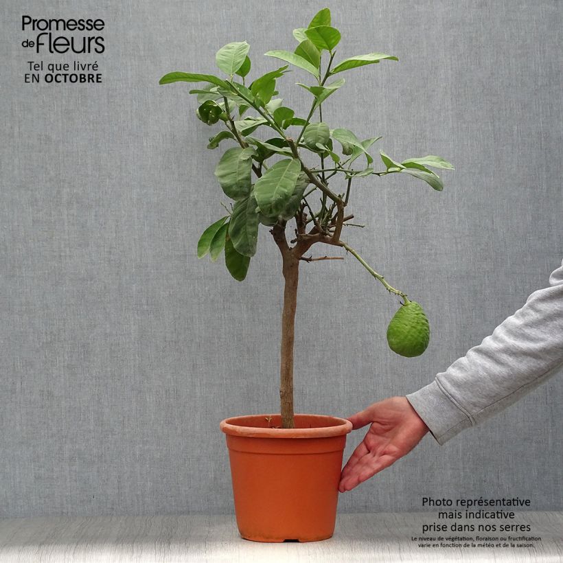 Amostra de Cidreira Maxima - Citrus medica Vaso de 4 L/5 L, 1/4 de haste tal como entregue no outono