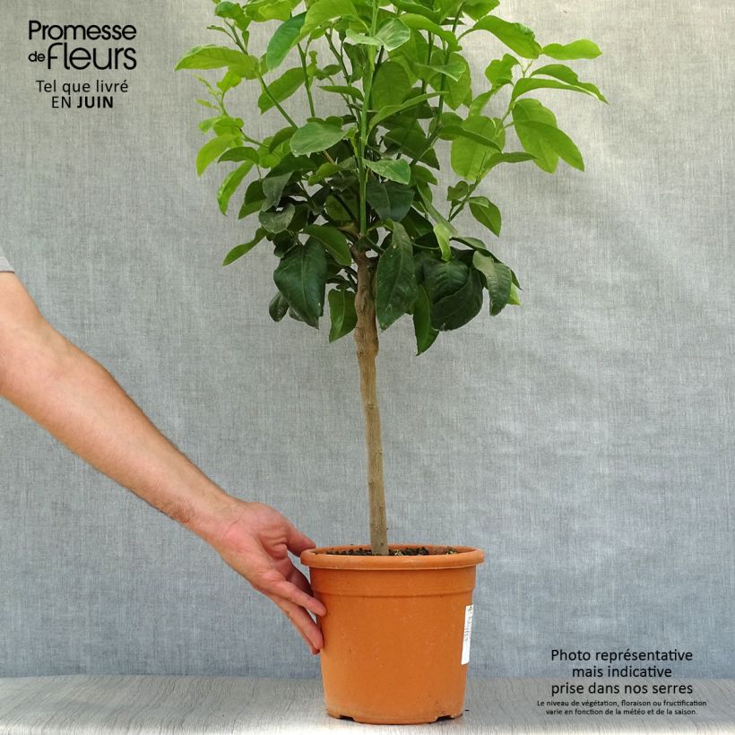 Amostra de Cidreira Maxima - Citrus medica Vaso de 4 L/5 L, 1/4 de haste tal como entregue no verão