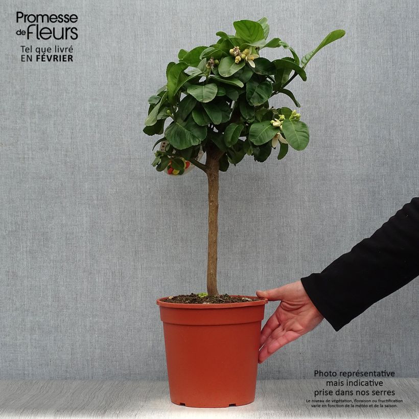 Amostra de Citrus medica Maxima - Cédrat Maxima Pot de 4L/5L, 1/4 de tige tal como entregue no inverno