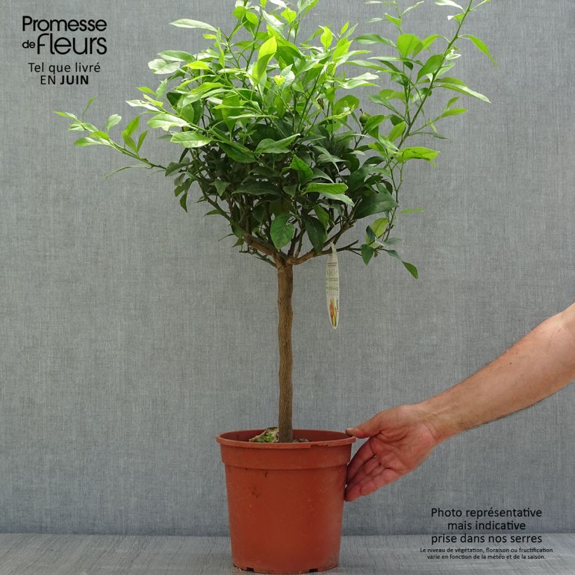 Amostra de Cidra-vermelha Pigmentata - Citrus medica x limon Vaso de 4 L/5 L, 1/4 de haste tal como entregue no verão