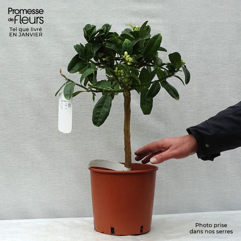 Amostra de Main de Bouddha - Citrus medica var. sarcodactylis Vaso de 4 L/5 L, 1/4 de haste tal como entregue no inverno