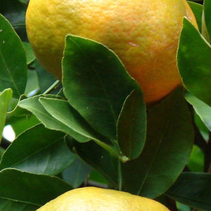 Tangerineira Keraji - Citrus reticulata (Folhagem)