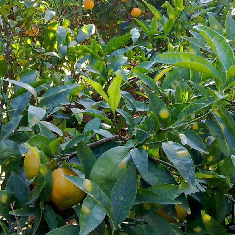 Tangerineira Satsuma - Citrus reticulata subsp. unshiu (Folhagem)