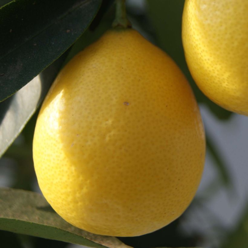 Limequat - Citrus floridana (Colheita)