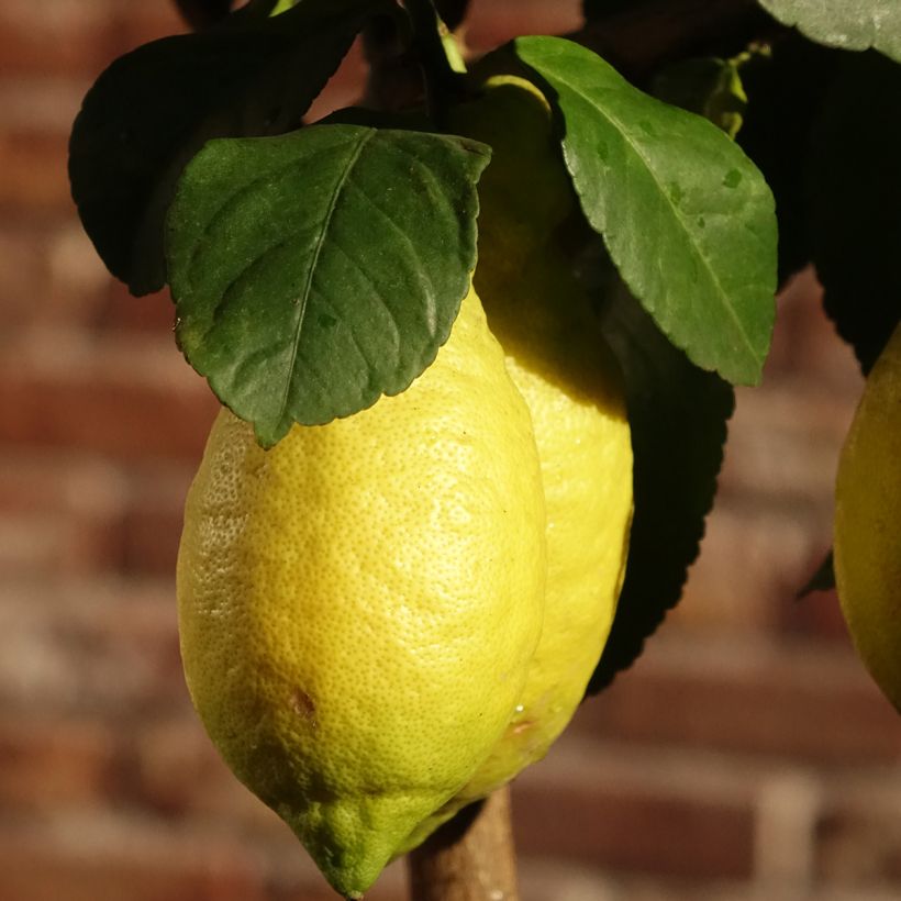 Limoeiro Eureka 4 estações - Citrus x limon (Floração)