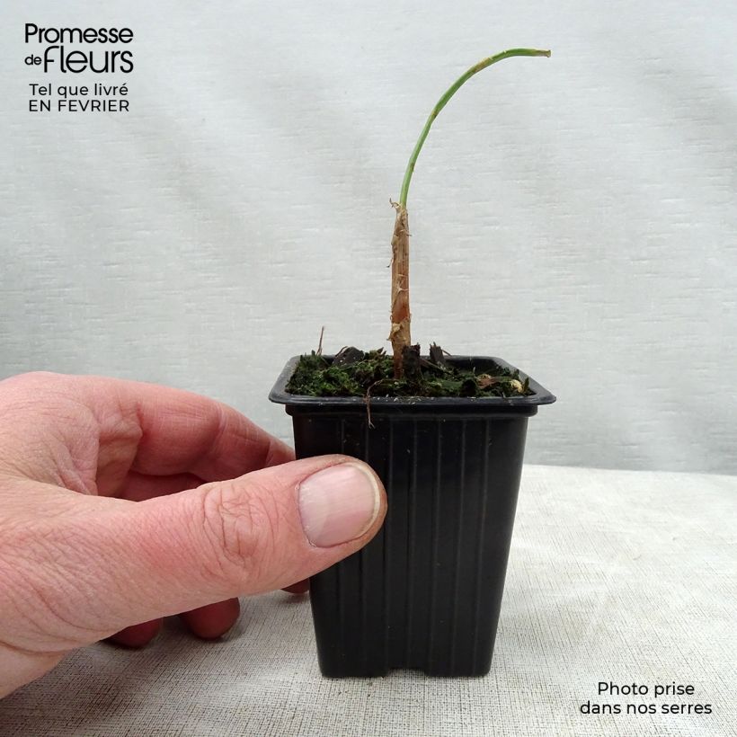 Amostra de Cive St Jacques - Ciboule St Jacques Vaso de 7/8 cm tal como entregue no inverno