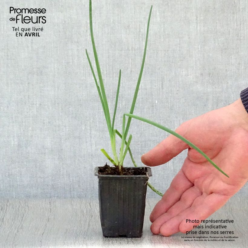 Amostra de Cebolinha S. Jacques Vaso de 7/8 cm tal como entregue na primavera