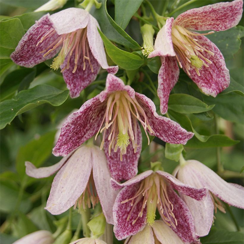 Clematis Advent Bells (Floração)