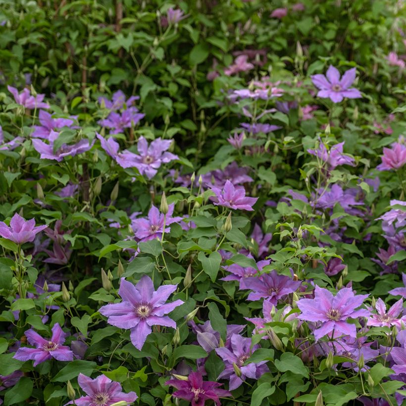 Clematis Tumaini (Hábito)