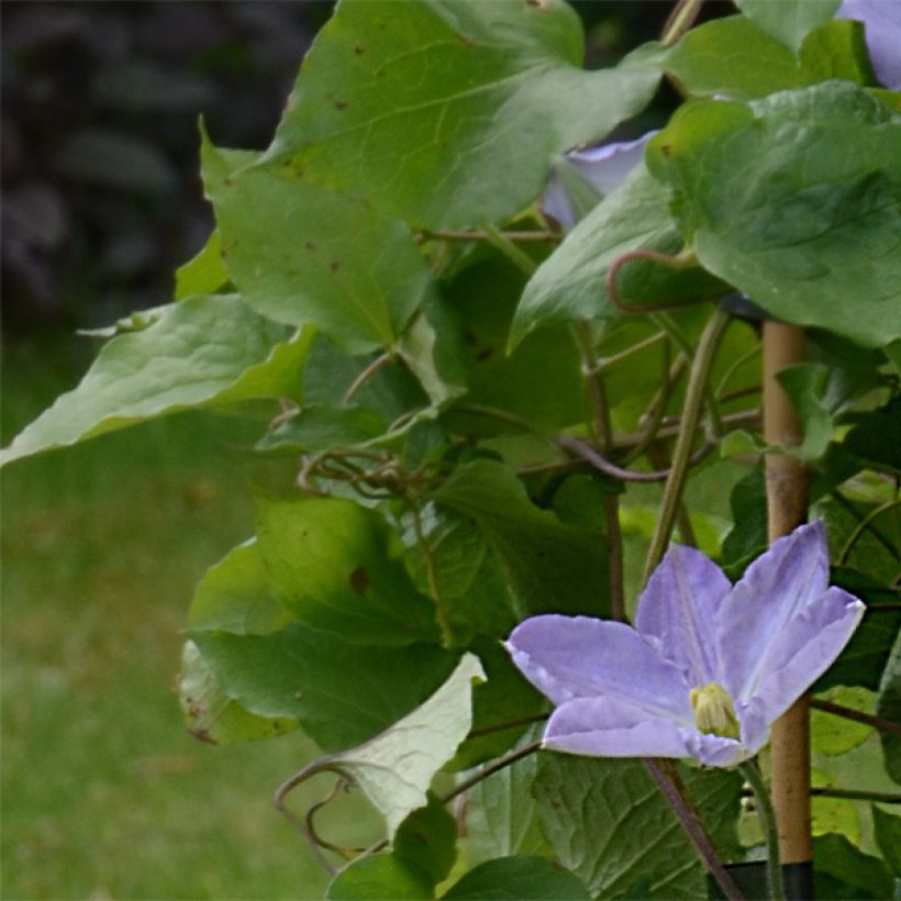 Clematis SUCCESS Lavender (Folhagem)