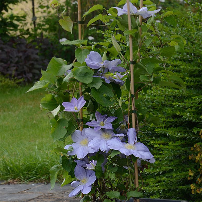 Clematis SUCCESS Lavender (Hábito)