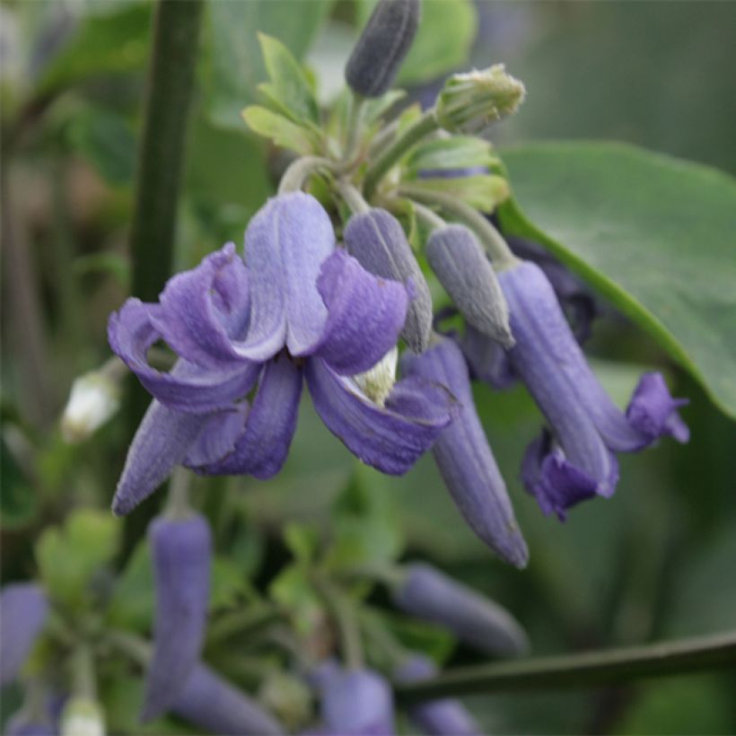 Clematis heracleifolia (Floração)