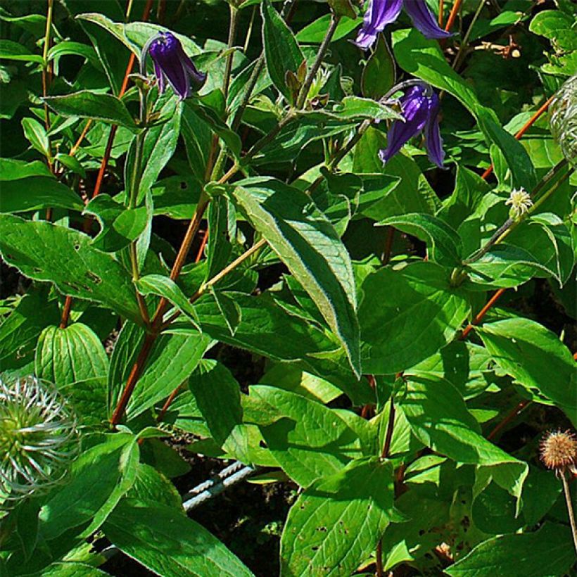 Clematis integrifolia (Folhagem)
