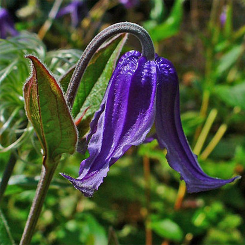Clematis integrifolia (Floração)