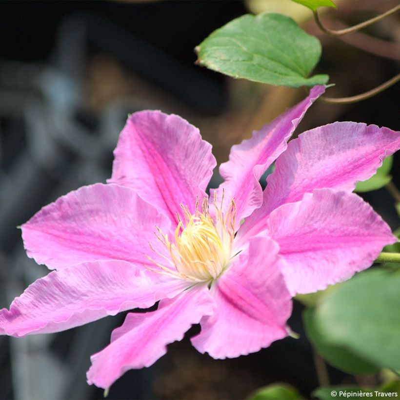 Clematis Abilène (Floração)