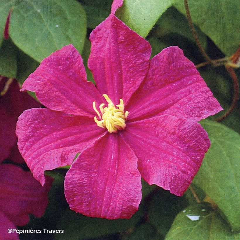 Clematis Barbara Harrington (Floração)