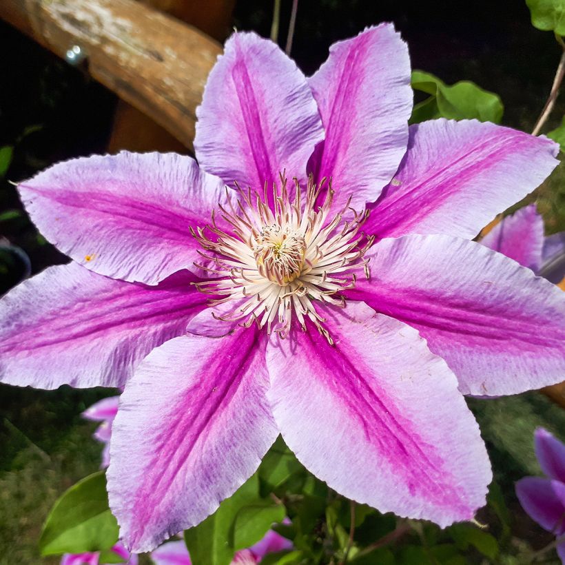 Clematis Docteur Ruppel (Floração)