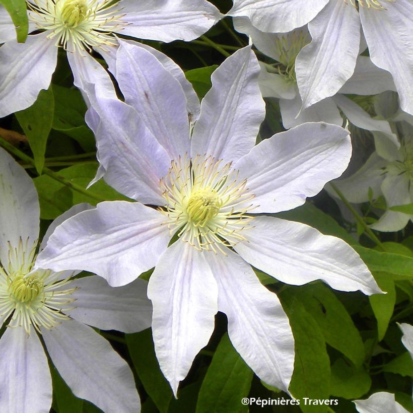 Clematis Etoile Nacrée (Floração)