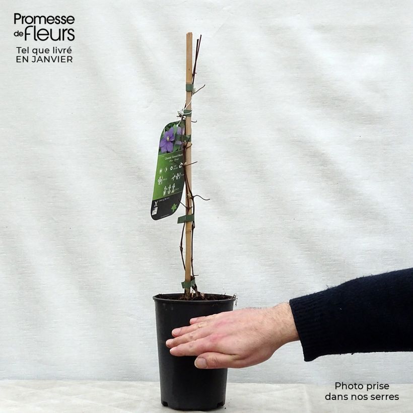 Amostra de Clématite - Clematis Général Sikorski Vaso de 2 L/3 L tal como entregue no inverno