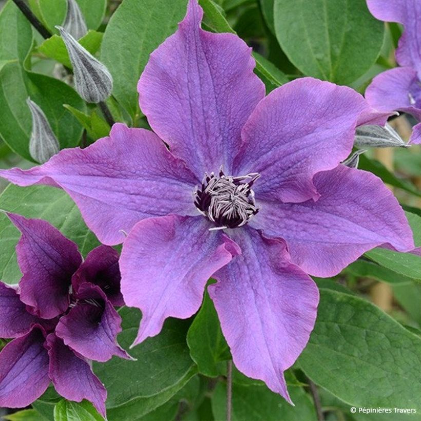 Clematis Guiding Promise (Floração)
