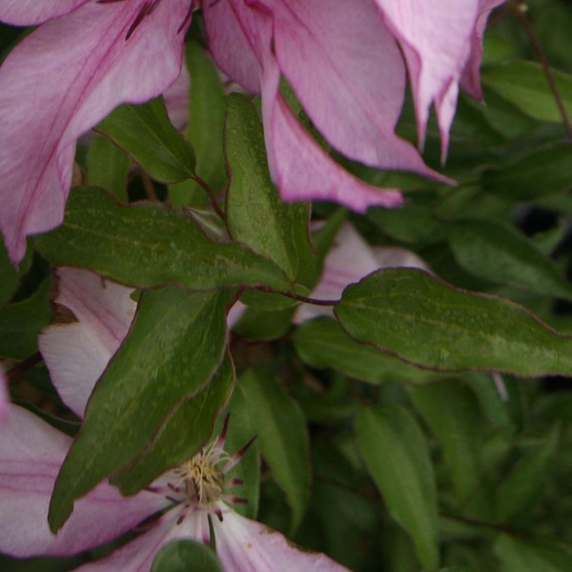 Clematis Isabella (Folhagem)
