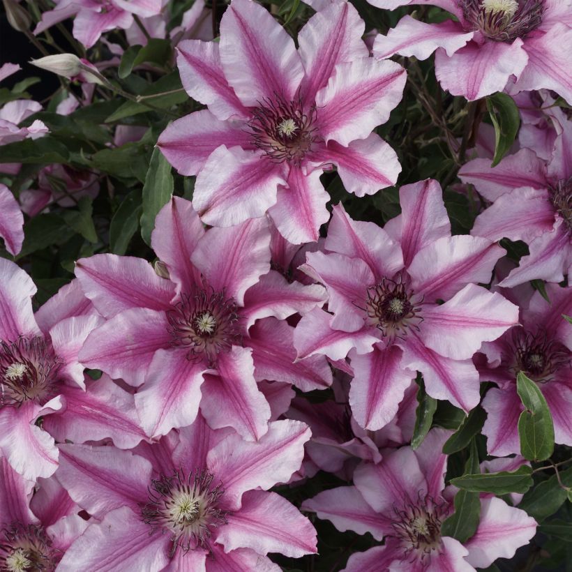 Clematis Isabella (Floração)