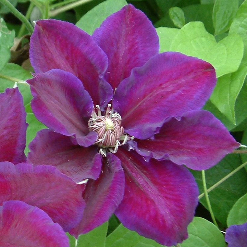 Clematis Julka (Floração)