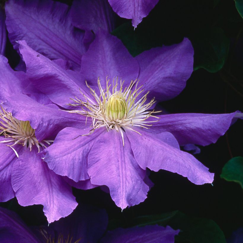Clematis Lasurstern (Floração)