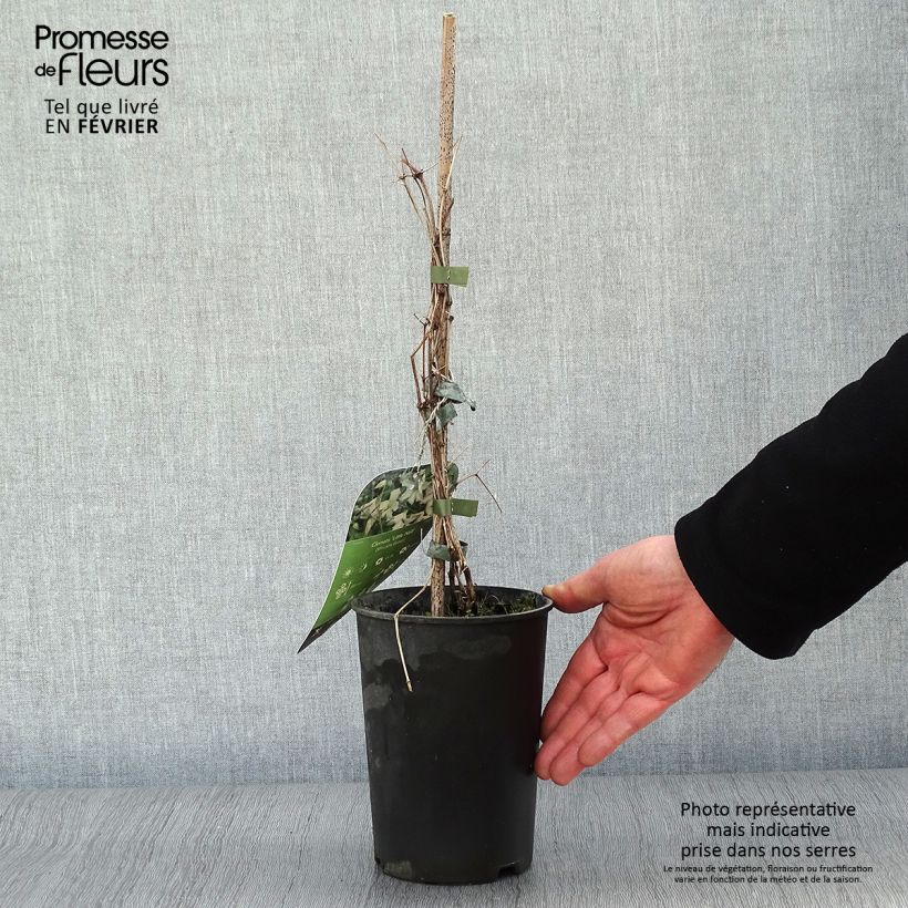 Amostra de Clematis viticella Little Nell Vaso de 2 L/3 L tal como entregue no inverno