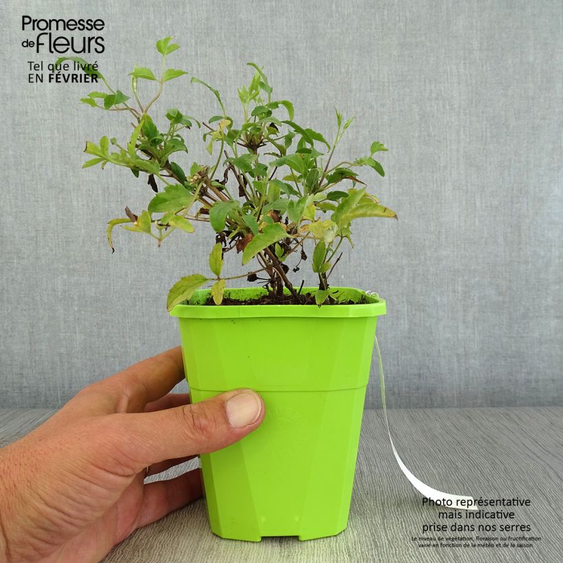 Amostra de Clematis tangutica Little Lemons Vaso de 1 L/1,5 L tal como entregue no outono