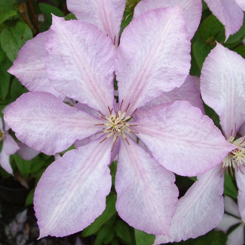 Clematis Margaret Hunt (Floração)