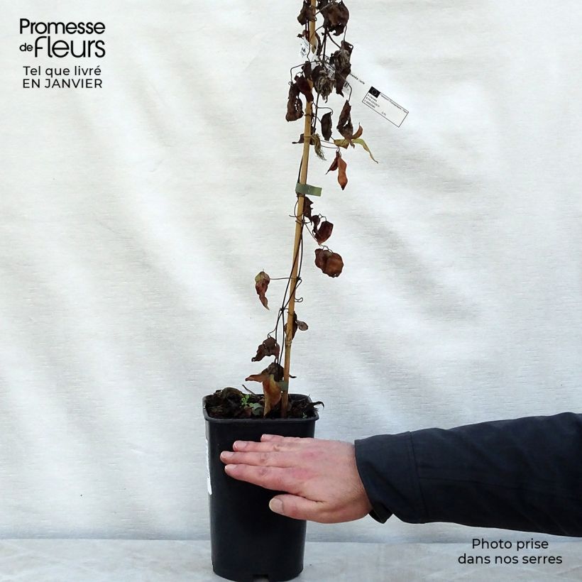 Amostra de Clématite - Clematis Maria Skłodowska Curie Vaso de 2 L/3 L tal como entregue no inverno