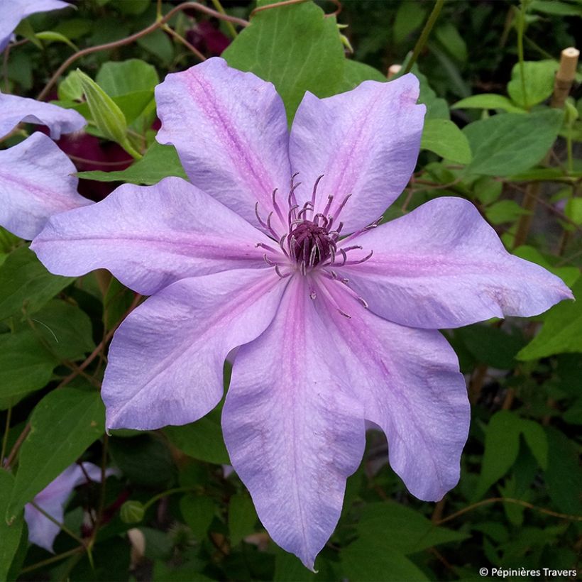 Clematis Moonflet (Floração)