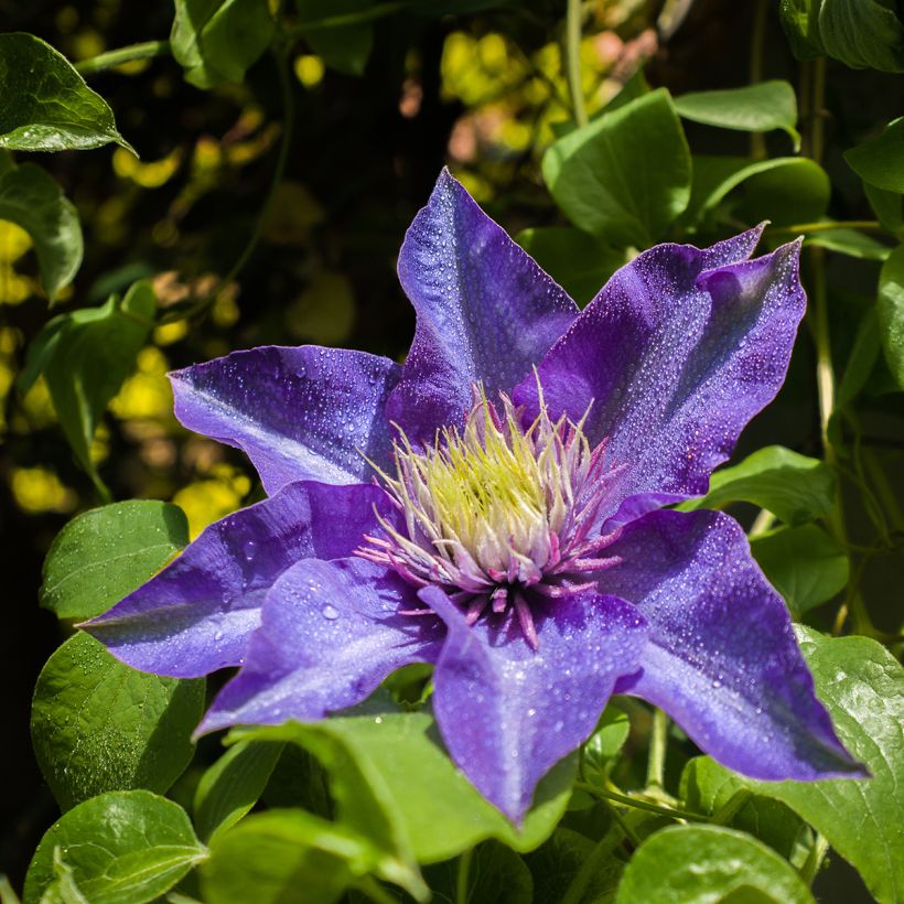 Clematis Multi Blue (Floração)
