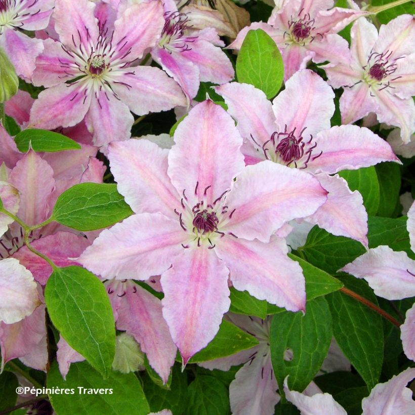 Clematis Pink Fantasy (Floração)