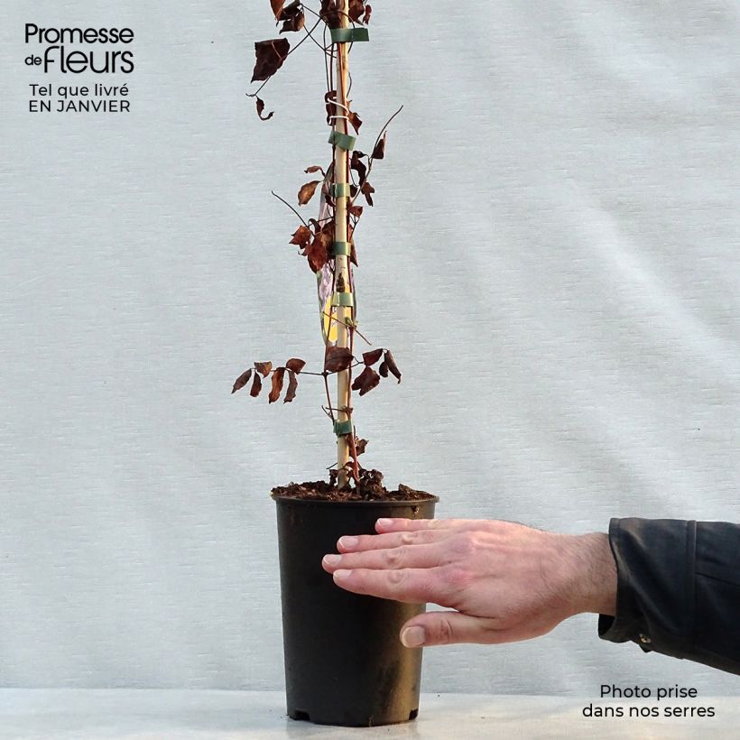 Amostra de Clematis Prince Charles Vaso de 2 L/3 L tal como entregue no inverno