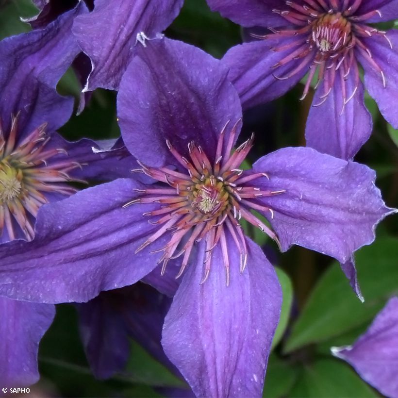 Clematis Saphyra Violetta (Floração)