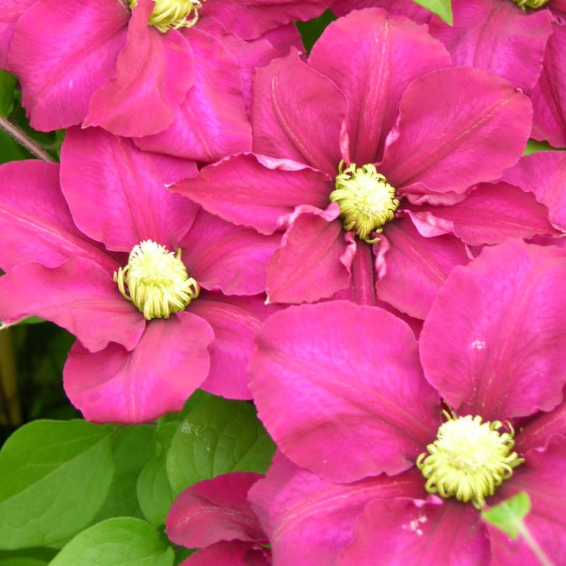 Clematis SUCCESS Magenta (Floração)