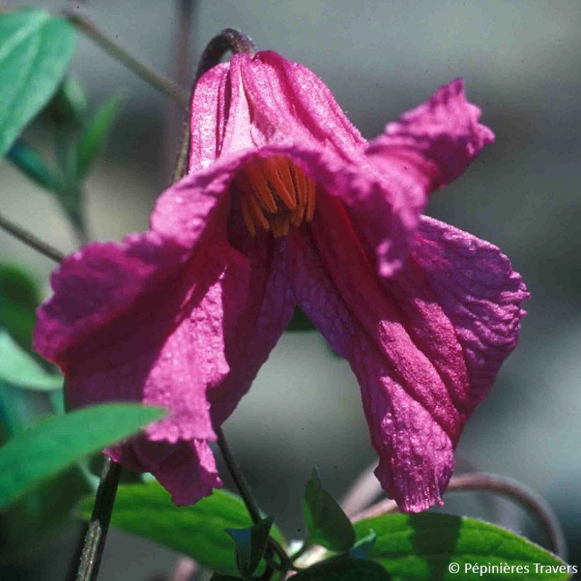 Clematis Savannah (Floração)
