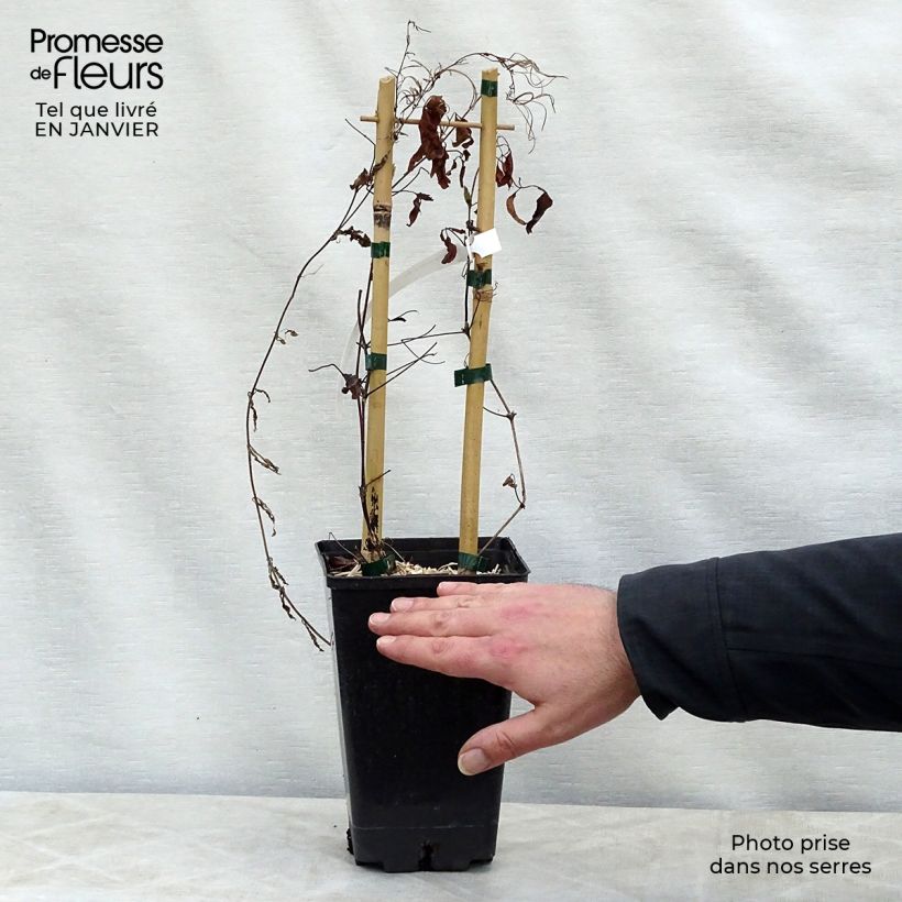 Amostra de Clématite - Clematis Sen no Kaze Vaso de 2 L/3 L tal como entregue no inverno