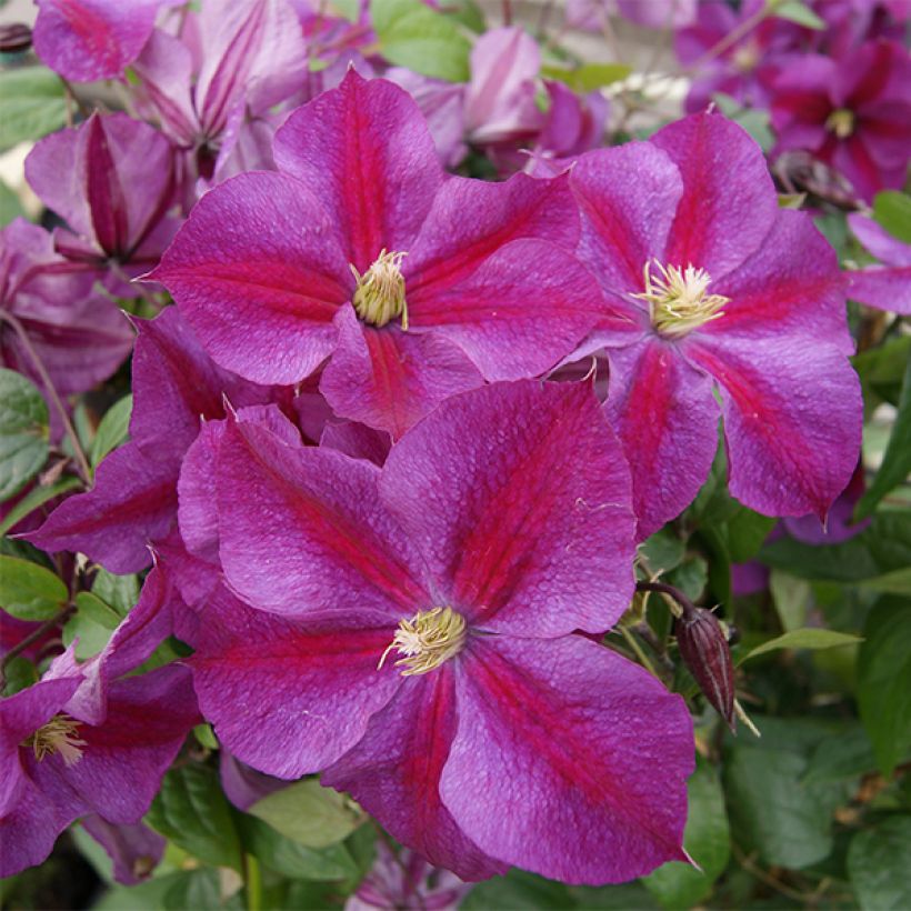 Clematis Star of Pakistan (Floração)