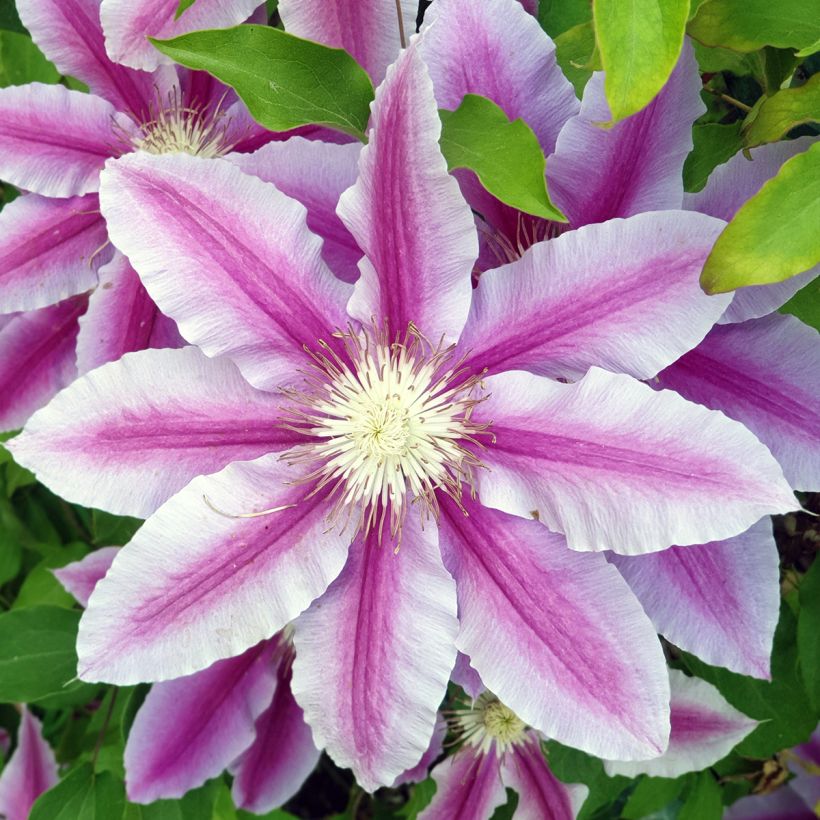 Clematis Sugar Candy (Floração)