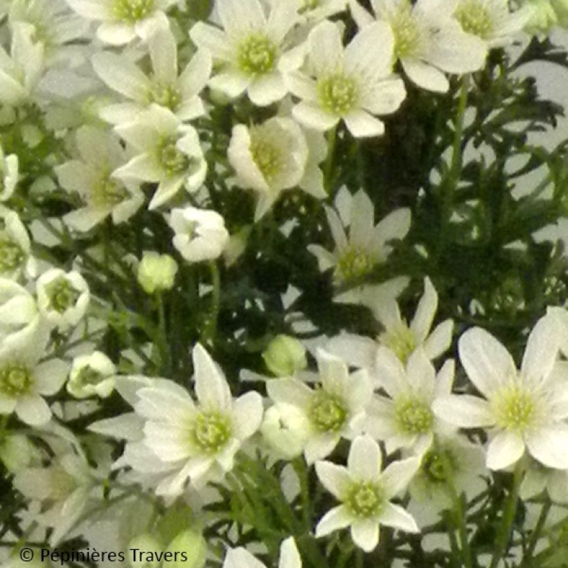 Clematis Tai Yang (Floração)