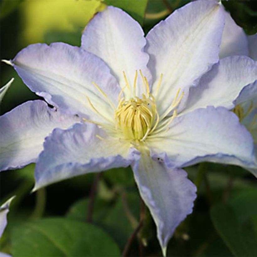 Clematis Thyrislund (Floração)