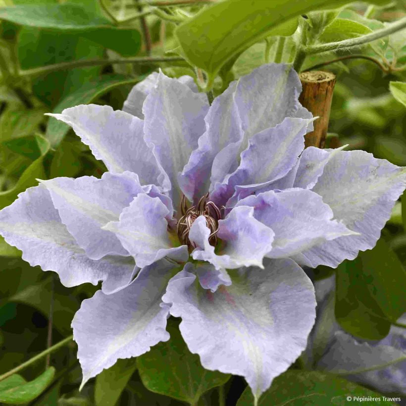 Clematis Tranquilite (Floração)