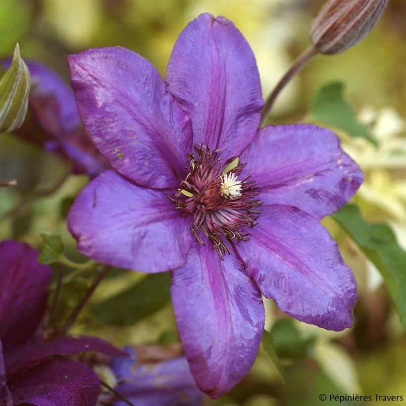 Clematis Versailles (Floração)