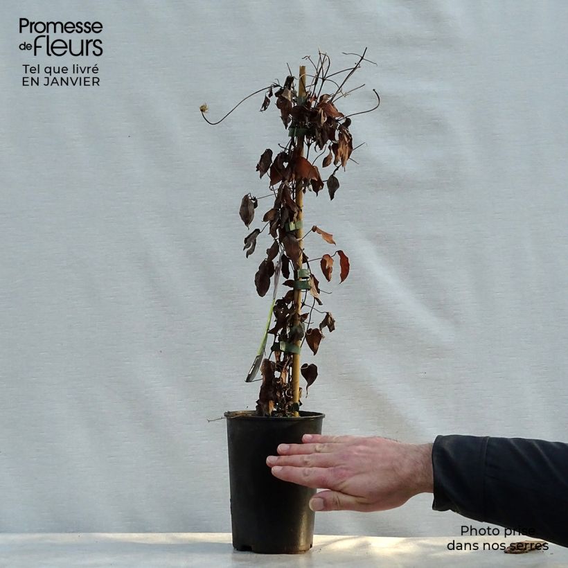 Amostra de Clématite - Clematis Warszawska Nike Vaso de 2 L/3 L tal como entregue no inverno