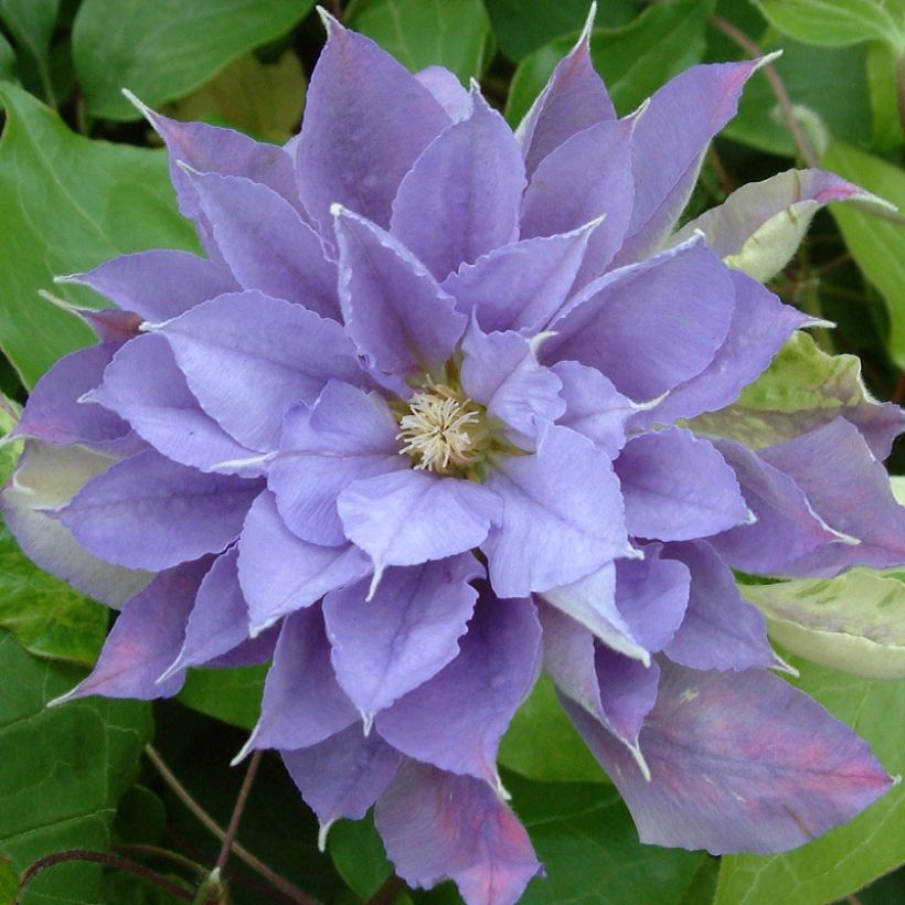 Clematis Yvette Houry (Floração)